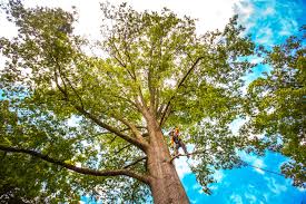 Professional Tree Care Services in Great Bend, KS